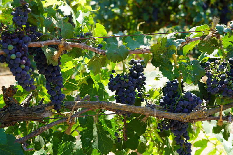 A Journey through the Vineyards of Lodi