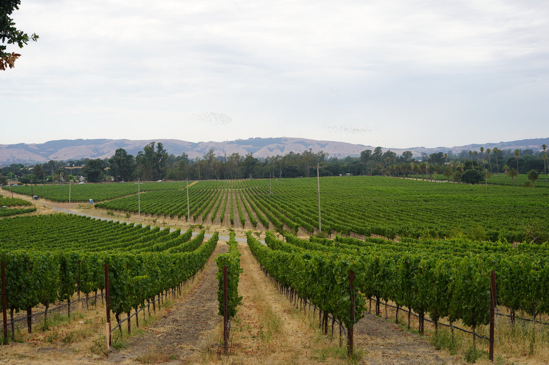 Exploring Scribe Winery in Sonoma Valley