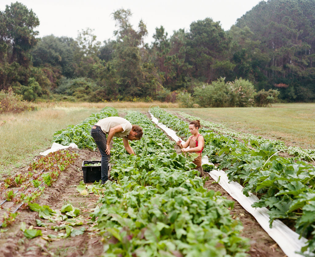 A Visit to Spade & Clover Gardens